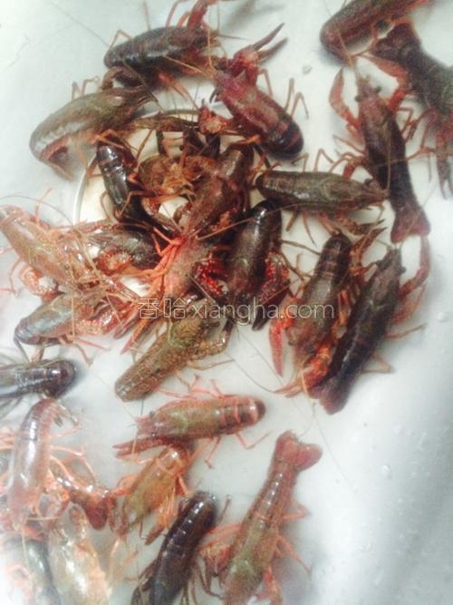 蒜香小龙虾的做法大全【图】_蒜香小龙虾的家