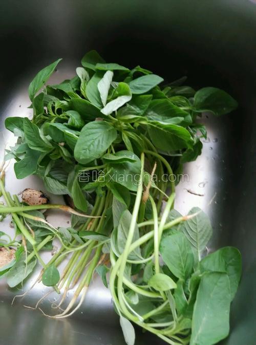 炒寒菜的做法大全【图】_炒寒菜的家常做法视