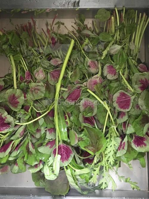 苋菜馅饺子的做法大全【图】_苋菜馅饺子的家