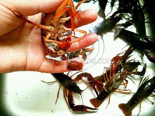 清蒸小龙虾的做法大全【图】_清蒸小龙虾的家