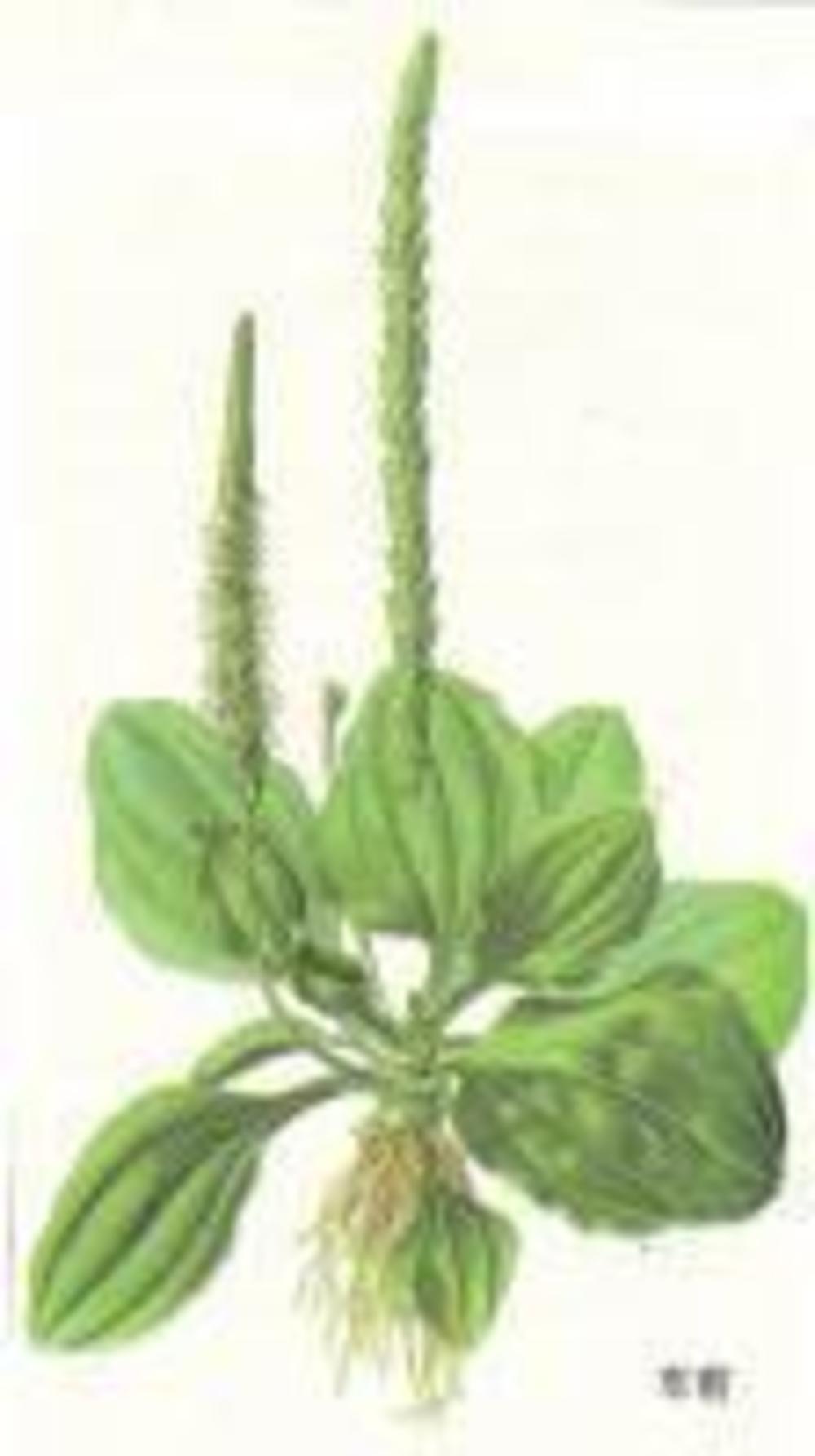 神奇去脂瘦身汤的做法大全_神奇去脂瘦身汤的