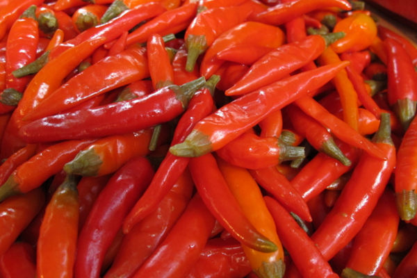 泡辣椒的做法大全_泡辣椒怎么做好吃 - 菜谱 -