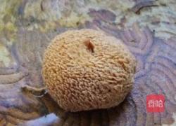 猴头竹荪炖排骨的做法图解4