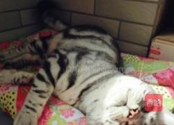 柠蜜香烤鳕鱼的做法图解1
