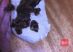 全麦红糖桂圆面包的做法图解2