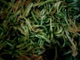 凉拌金针菇