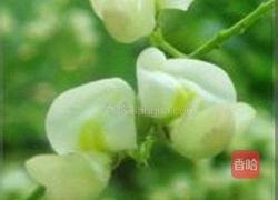 槐花炒蛋的做法图解1