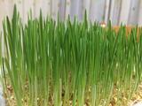 小麦草水培