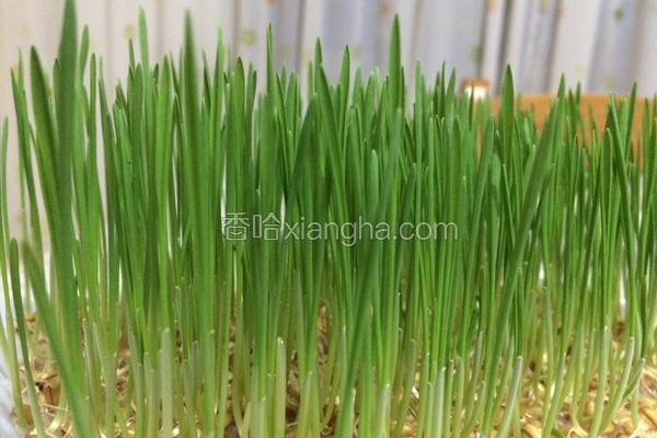 水培小麦草的根部发霉小麦草发霉什么原因水培小麦草发霉了怎么