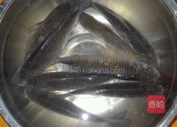 淋炸鲫鱼的做法图解1