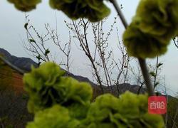 榆树钱烫面大饼子的做法图解1