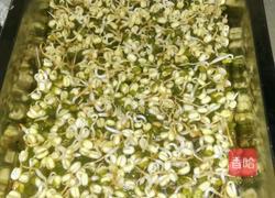 培植绿豆芽的做法图解2