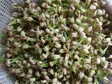 自制绿豆芽