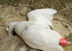 香炸乳鸽的做法图解1