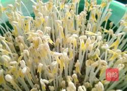 沙培绿豆芽的做法图解6