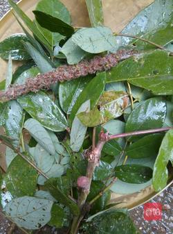 客家石生根煲鸡的做法图解2