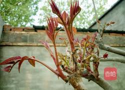 两种吃法香椿拌豆腐的做法图解1