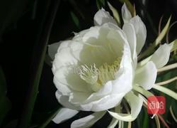 昙花瘦肉汤的做法图解2