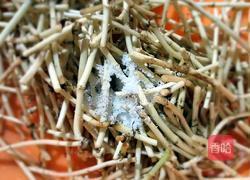 凉拌泽耳儿根（鱼腥草）的做法图解3