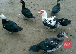 醋血鸭的做法图解1