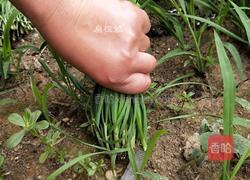 银鱼炒韭菜的做法图解1