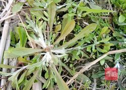 田艾糍的做法图解1