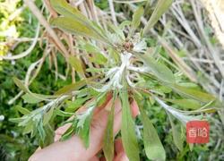 田艾糍的做法图解2