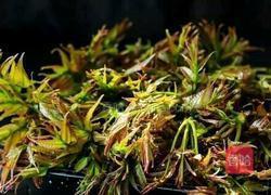 香椿小咸菜的做法图解1