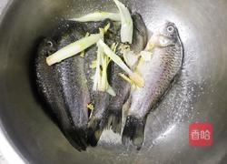 野生鲫鱼豆腐汤的做法图解3