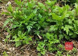 野菊花头蛋汤的做法图解1
