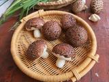 仿真香菇包