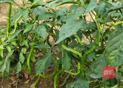 青椒蒜香茄子的做法图解2