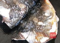 鱼头牛肉粥的做法图解1