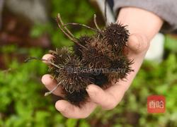 三月三要吃地菜煮鸡蛋 中国人传统习俗不能忘的做法图解2