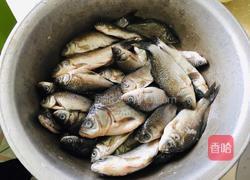 鲫鱼汤的做法图解1