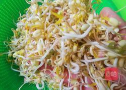 自芽豆芽菜的做法图解5