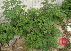 多彩糍粑的做法图解1