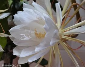 绽放的昙花[图]