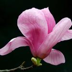 辛夷花 辛夷花图片 辛夷花的做法 香哈网